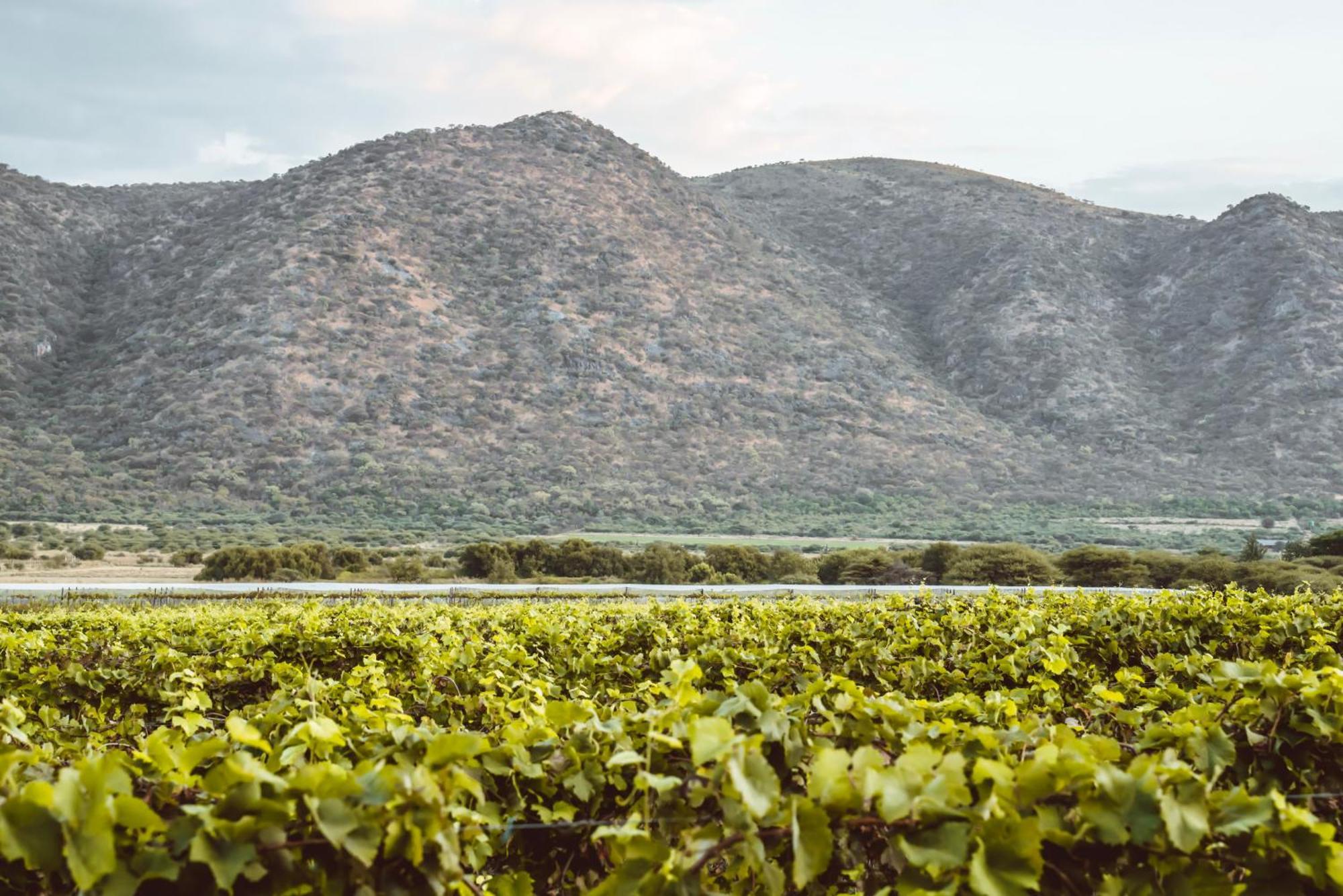 Otavi Vineyards Self-Catering & Camping エクステリア 写真
